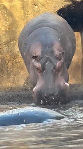 319K views · 10K reactions | Wiggles & wheeze honks by Tucker! Sound on! | Cincinnati Zoo & Botanical Garden | Facebook