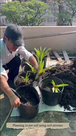 How to grow pink pineapples from top off to harvest