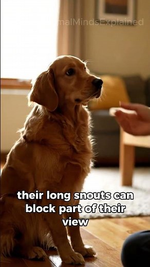 Why Dogs Tilt Their Heads (The Real Science Explained)