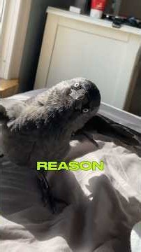 Touch a Raven's Beak... And Watch What It Does! 😳🐦 #Shorts #Ravens #animals