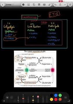 Malate Aspartate Shuttle ⚡