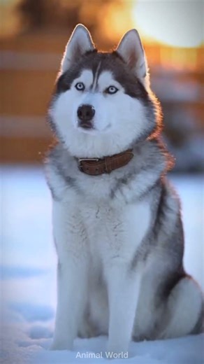 Lead by Example #animals #husky #shorts