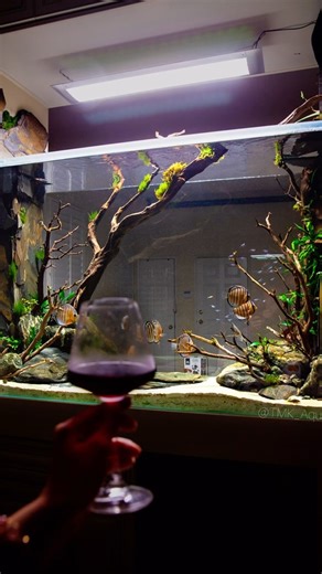 7.3K views · 337 reactions | Throwback to the very beginning of the Grotto. Started with 10 red spotted green wild discus, however, I had to learn some painful lessons about discus disease treatments, feeding, etc. They are not a super difficult fish to keep, but by no means they are easy. | TMK Aquarist | Facebook