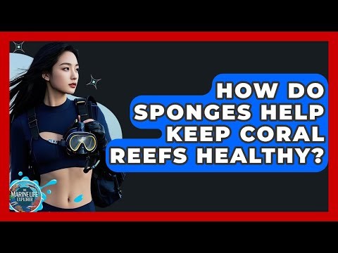 How Do Sponges Help Keep Coral Reefs Healthy? - The Marine Life Explorer