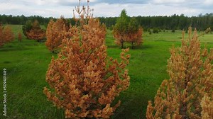 pine trees damaged by fire, aerial view. yellow pine forest after fire. post-wildfire recovery of a pine forest. forest fires as a result of climatic change. warm and dry summer 2022