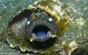 Sarcastic Fringehead | Oceana
