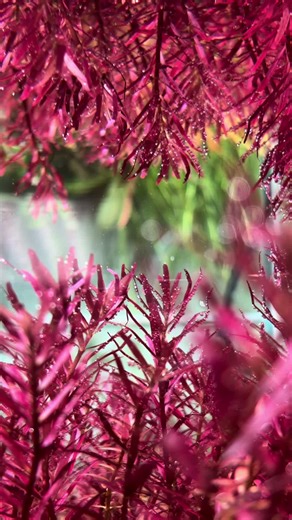 Creating an Stunning Upside Down Aquascape