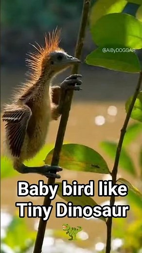Hoatzin Biology: Exploring the "Stinkbird" of the Amazon
