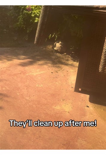 Digging and unbothered! #shellythetortoise #thechilltortoise #africanspurredtortoise #tortoise #sulcata #reptile #burrow #sulcatatortoise #reptile #petsoftiktok