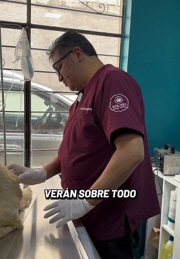 Hospital veterinario SOLVET on TikTok