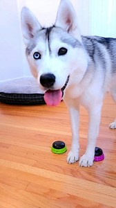 No, chocolate is NOT good for dogs. And the "chocolate" in this video is not real; I am giving her carob chips -- a dog-friendly alternative to chocolate. Keep your pups safe! #dogs #husky #funnydogs | Skaya Siberian