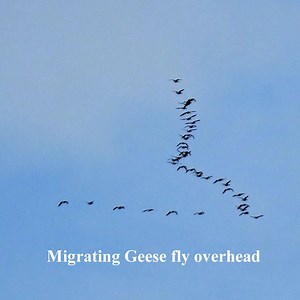 1.4K views · 61 reactions | Spring here in the countryside surrounding #Pitlochry #Perthshire #Scotland is a very special time. The winter's snows can still be seen on the tops of the hills, migrating geese traveling back to Greenland and red deer heards browsing on the tops of the glens - getting ready for summer. | Explore Pitlochry & Highland Perthshire | Facebook