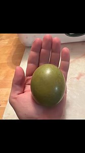 DEER PEARLS! Biologists refer to them as a mad stone or deer pearl. They grow to baseball-sized proportions and are formed when calcium clings to a foreign object (like hair) in the deer’s stomach. The process is similar to how an oyster creates a pearl. And if you cut one open, you’ll find growth rings like that of a tree. It was once believed that mad stones had healing properties, and that those from albino deer were extra powerful. Some textbooks from the 1800s say these formations could cur