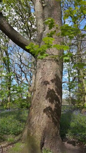 Spring Woodland Scene 🌼