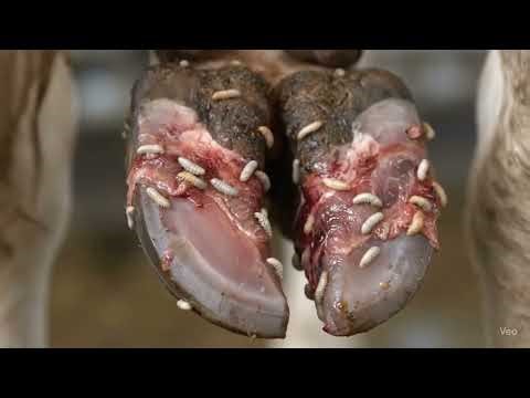 Her Hoof Exploded With Rot and Maggots Inside 🐛💥