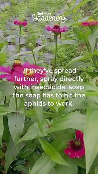 Zinnia leaves curling and going yellow = aphids. Flip the leaf over — they hide underneath. Pinch off infested tips or spray with insecticidal soap. And if you see ants on the stems, that's your first warning sign.