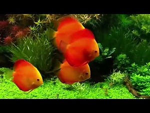 Planted Discus Tank with Fire Red Discus. Thanks Adrian Nicolae (France)