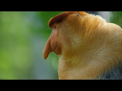 Los monos narigudos saltan de árbol en árbol | National Geographic