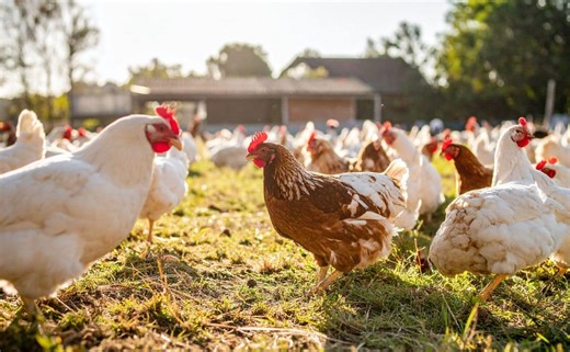 Voici à quoi ressemble vraiment un élevage de poules en plein air