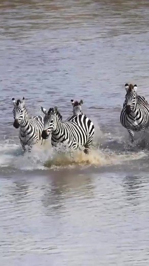 Herd of African plains zebra running and splashing in the Mara river in slow motion