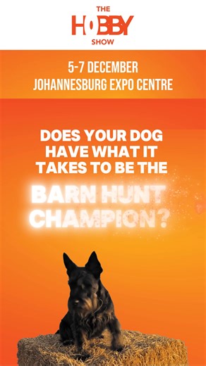  Barn Hunt Fun at The Hobby Show!  Think your dog has great...