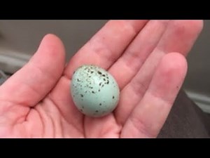 Meet the celadon quail and the new 🐰