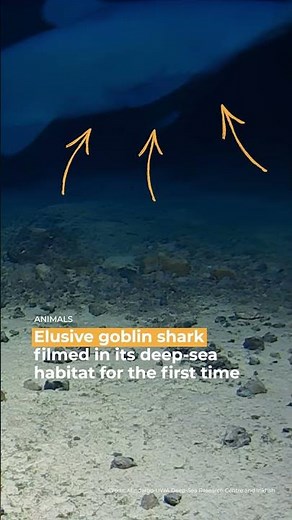 World's ugliest shark caught on camera for the first time