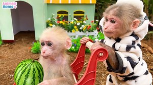 846K views · 20K reactions | Smart Baby Monkey Accompany Little Sister To Pick Up Fruits | Julius Monkeys | Facebook