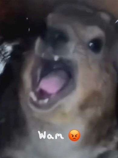 WAM 👀🗣️ Day 373 #hyrax #awawa #cuteanimals #hyraxcore #daily #hyraxscream