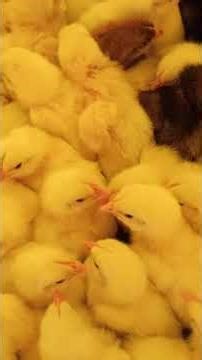 today second day chik.....