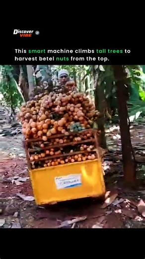 Discover Vibe on Instagram: "✅ This machine climbs tall areca palm trees so farmers don’t have to climb them manually. It helps them easily reach the top to harvest areca nuts (supari).🌴 ✅ The motor lifts the machine safely and quickly, making nuts harvesting faster, easier, and much less risky for farmers.🌰 _________ All respectful credits to the original creator 🙏😊 Please DM me for credit 💌✨ #didyouknow #knowledge #information #explain #discover #innovation #machine #nuts #helpful #techno