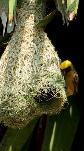 Bird build nest with their beak by weaving grass into nest 30002#birds #wildlife