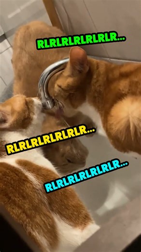Rufus Goodboy on Instagram: "OrAnGe cAt QuArTeT 🐱 🎼 #animalvoiceover #talkinganimals #catsofinstagram #catsoffacebook #voiceover #vo #dub #orangecat #orangecatbehavior #orangecats#otter dm for cred"