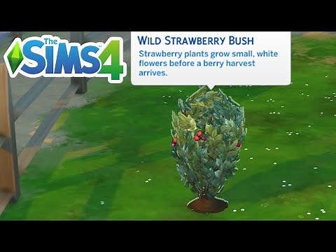 How To Find A Strawberry Bush (Location To Get Strawberries) - The Sims 4