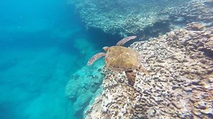 Check out my full turtle experience with music by the brilliant Maggie Rogers and editor Dustin Casey | Marco Mitre Photography