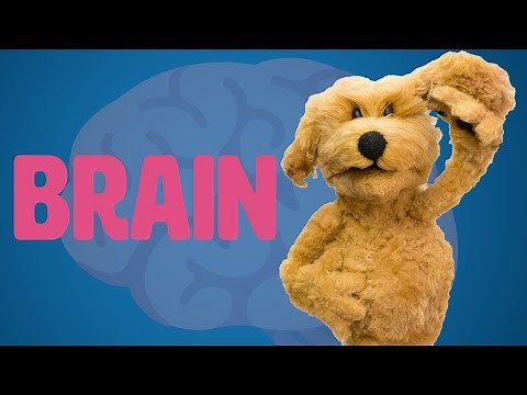 How To Make A Puppet Brain! - Puppet Building 101