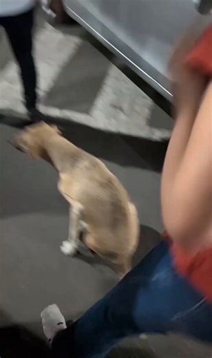 everyone's a dog lover till they get bit in the leg.- mike tyson.