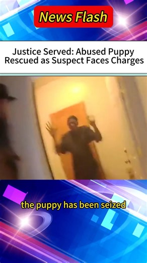 Justice Served: Abused Puppy Rescued as Suspect Faces Charges#news