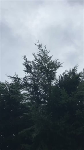 Conifer trimming