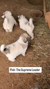 22K views · 1K reactions | After having been banished to the outer rim of the farm, namely the old barn, the puppies are finding ways to have fun during the many days of rain. As you can see, pink has established herself as the alpha of all things and to all subordinates. #greatpyreneeslife #greatpyreneespuppy #livestockguardiandog #greatpyreneespuppies #akcgreatpyrenees #hilltopgreatpyrenees | Hilltop Great Pyrenees | Facebook