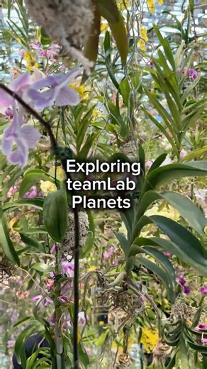 Exploring teamLab Planets in Tokyo