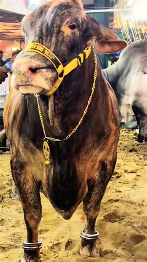 Dalfa Cattle Show 2026 #shorts #shortsfeed #bull