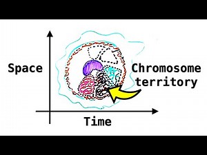 DNA Replication in Space and Time