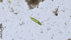 Euglena spirogyra under the microscope - optical microscope x200 magnification Stock Video