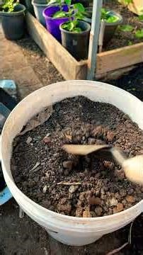 Improving the humus content of clay soil in Toan Trinh.