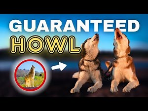 Coyote Sounds (GUARANTEED TO MAKE YOUR DOG HOWL)