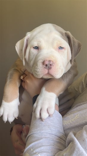 37K views · 31K reactions | The Look, The Size, The Temperament... A Jungle Bully  #americanbullypuppy #bullybreeds #americanbullypuppy #xlbullypuppy | Jungle Bully Kennels | Facebook