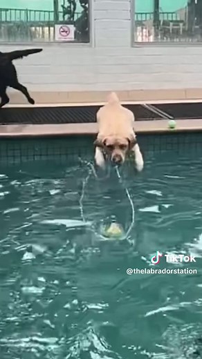 Labrador Swimming Compilation at Gumhaven K9 Aquaplay Centre