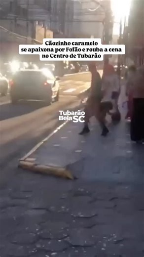 No meio da correria do Centro de Tubarão, aconteceu uma cena que derreteu corações 💛🐶 Durante a passagem da Carreta da Alegria, um dos dançarinos, fantasiado de Fofão, foi surpreendido por um personagem ainda mais famoso do Brasil, o cãozinho caramelo. Ele se aproximou devagar, abanando o rabinho, como quem reconhece uma alma boa. Foi amor à primeira vista. Em segundos, o que era dança virou gargalhada, e o asfalto virou palco de um momento lindo, os dois rolando no chão, trocando carinho, lam