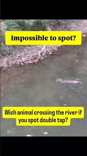 Wich animal crossing the river spot double tap #anima #animalwildlife #animalshorts #uk #usa #shorts